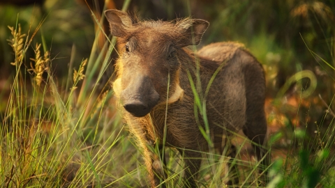 Warthog