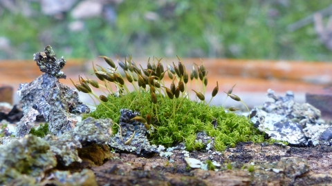 Moss Dicranoweisia cirrata