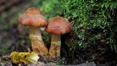 Honey fungus
