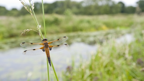 Four-spotted chaser