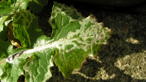 Leaf eaten by a leaf miner moth