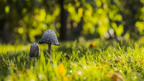 Shaggy ink caps