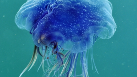 Blue jellyfish