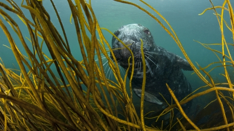 Grey seal