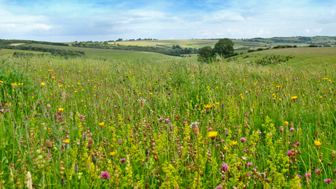 Red Hill Lincolnshire Wolds