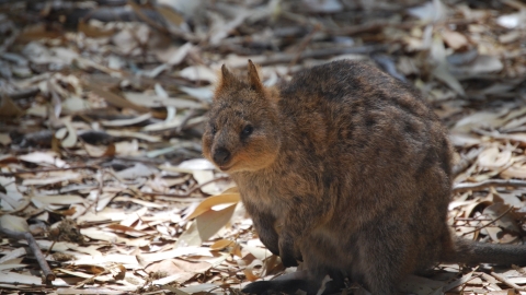 Quokka