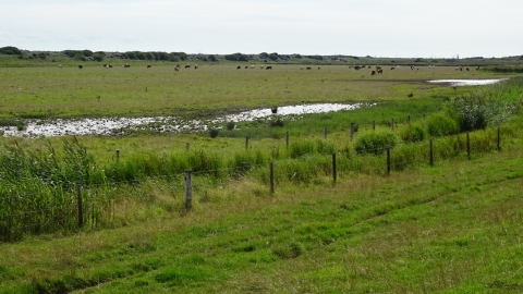 Anderby Marsh