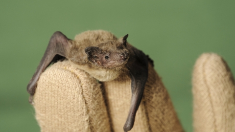 Bat in hand