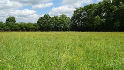 Bottleneck and Jackson's Meadows