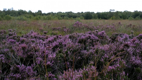 Crowle Moor