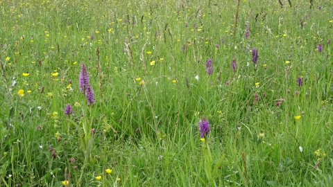 Sotby Meadows