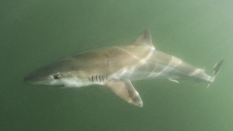 Tope shark