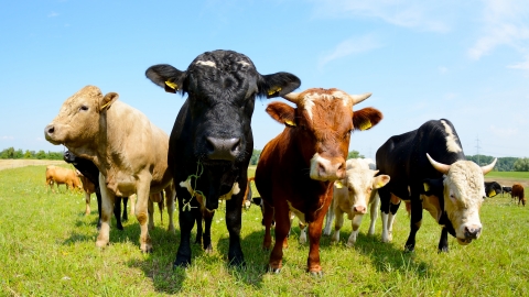 Livestock