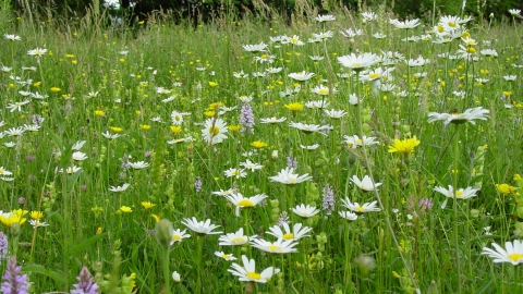 Oxeye daisies