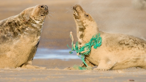 Grey seals with rope