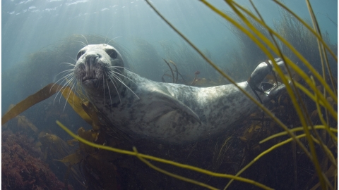 Grey seal