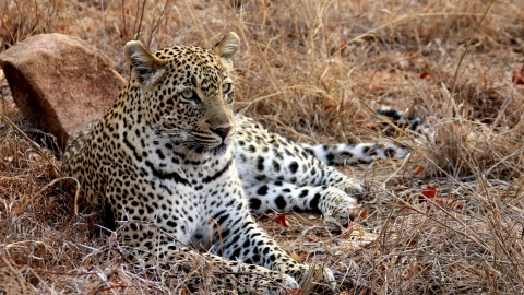 Leopard