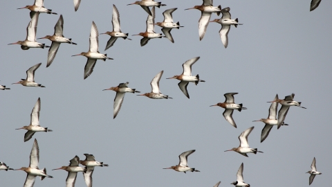 Black tailed godwit