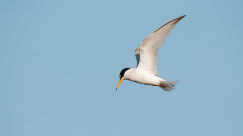 Little Tern