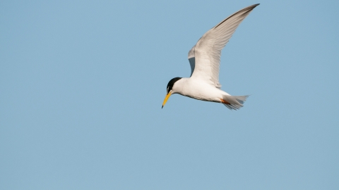 Little Tern