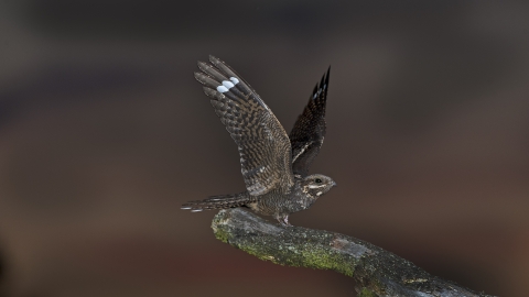 Nightjar