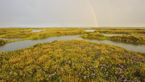 saltmarsh