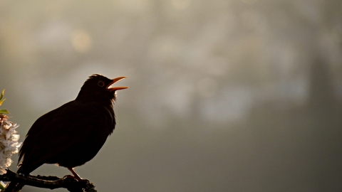 Blackbird singing Image by Manfred Richter from Pixabay