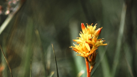 Bog asphodel 