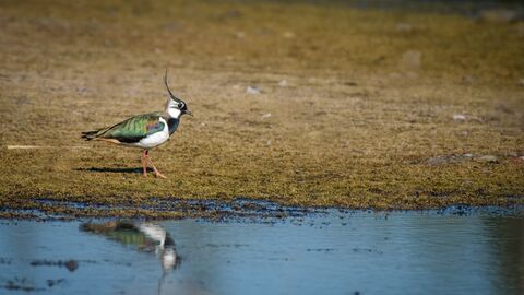 Lapwing