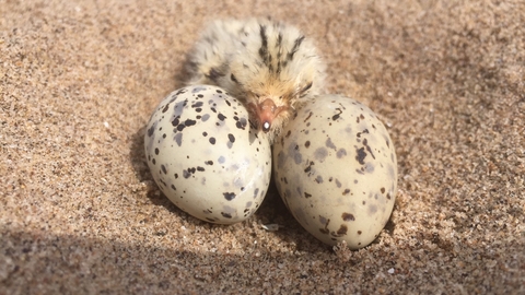 Little tern eggs and chick (c) Richard Doan