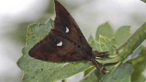 Male vapourer moth