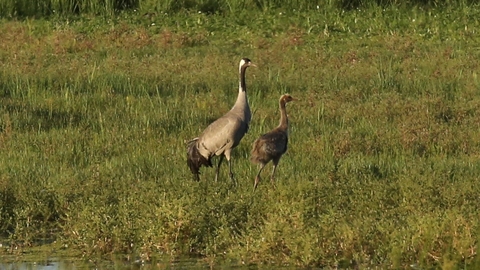 Crane chick at Willow Tree Fen