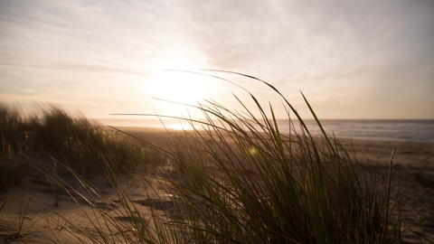 beach and dunes