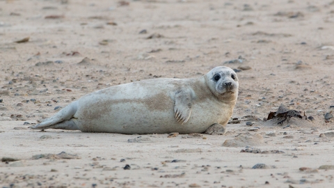 Grey seal