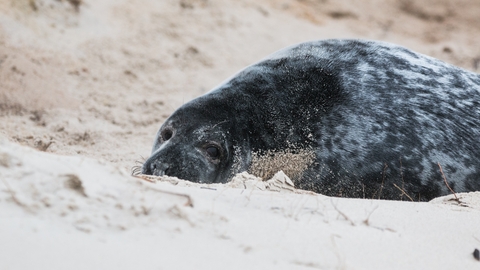Grey seal