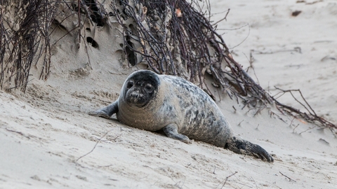 Grey seal