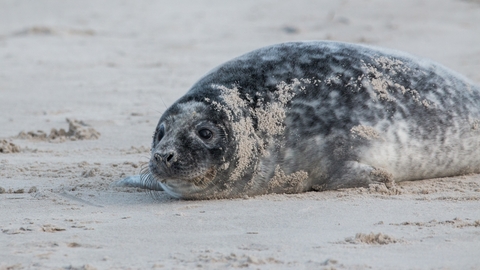 Grey seal