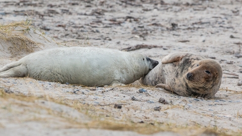 Grey seal