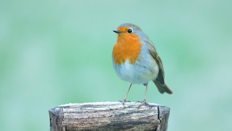 Robin