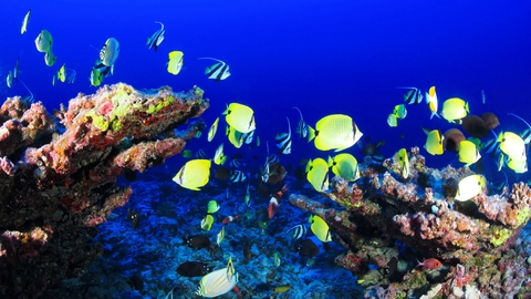 Coral reef