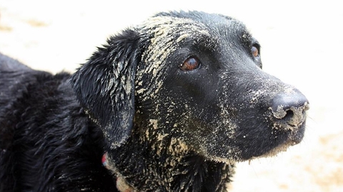 Dog on beach