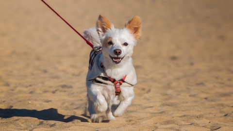 Dog on beach