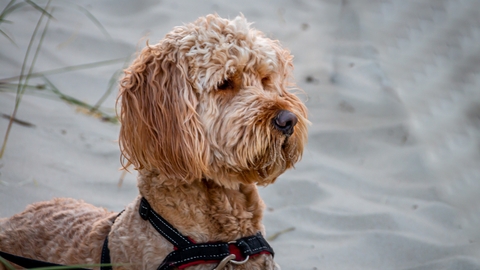 Dog on beach