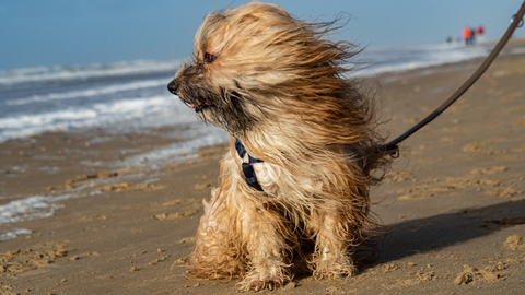Dog on beach