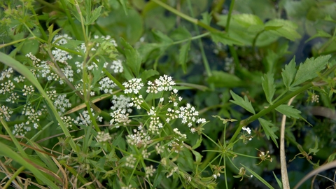 Lesser water parsnip