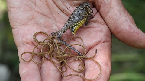 Horsehair worm