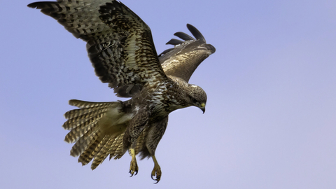 Buzzard