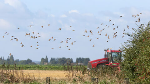 Vine House Farm field with red tractor and birds © Nicholas Watts, Vine House Farm Bird Foods