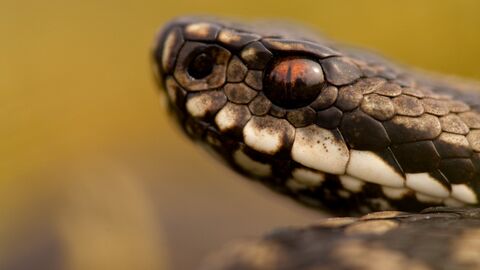 Adder Wildlife Trust