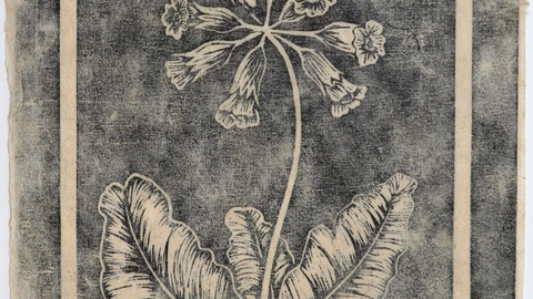 Lincspirational plants